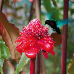 Jardin de Balata Martinique - Beyondthebeach.fr