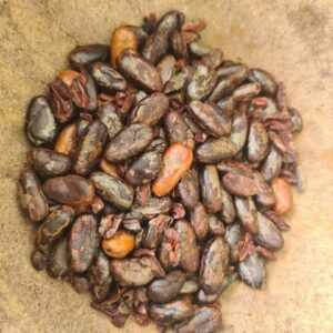 atelier decouverte cacao Martinique - www.beyondthebeach.fr_