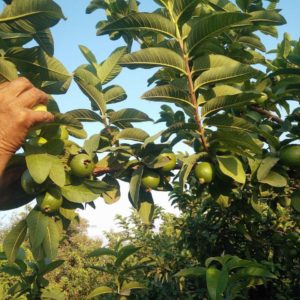 plantes médicinales