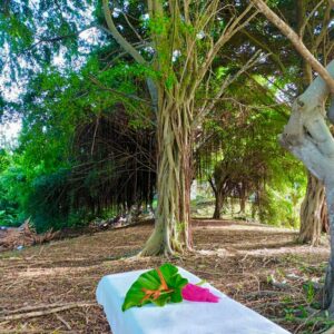 Massage à la forêt à Sainte Luce ou à domicile secteur sud